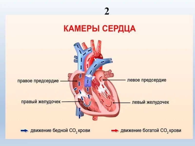 Где предсердие. Строение сердца человека камеры. Камеры сердца человека анатомия. Строение сердца 4 камеры. Количество камер в сердце человека.