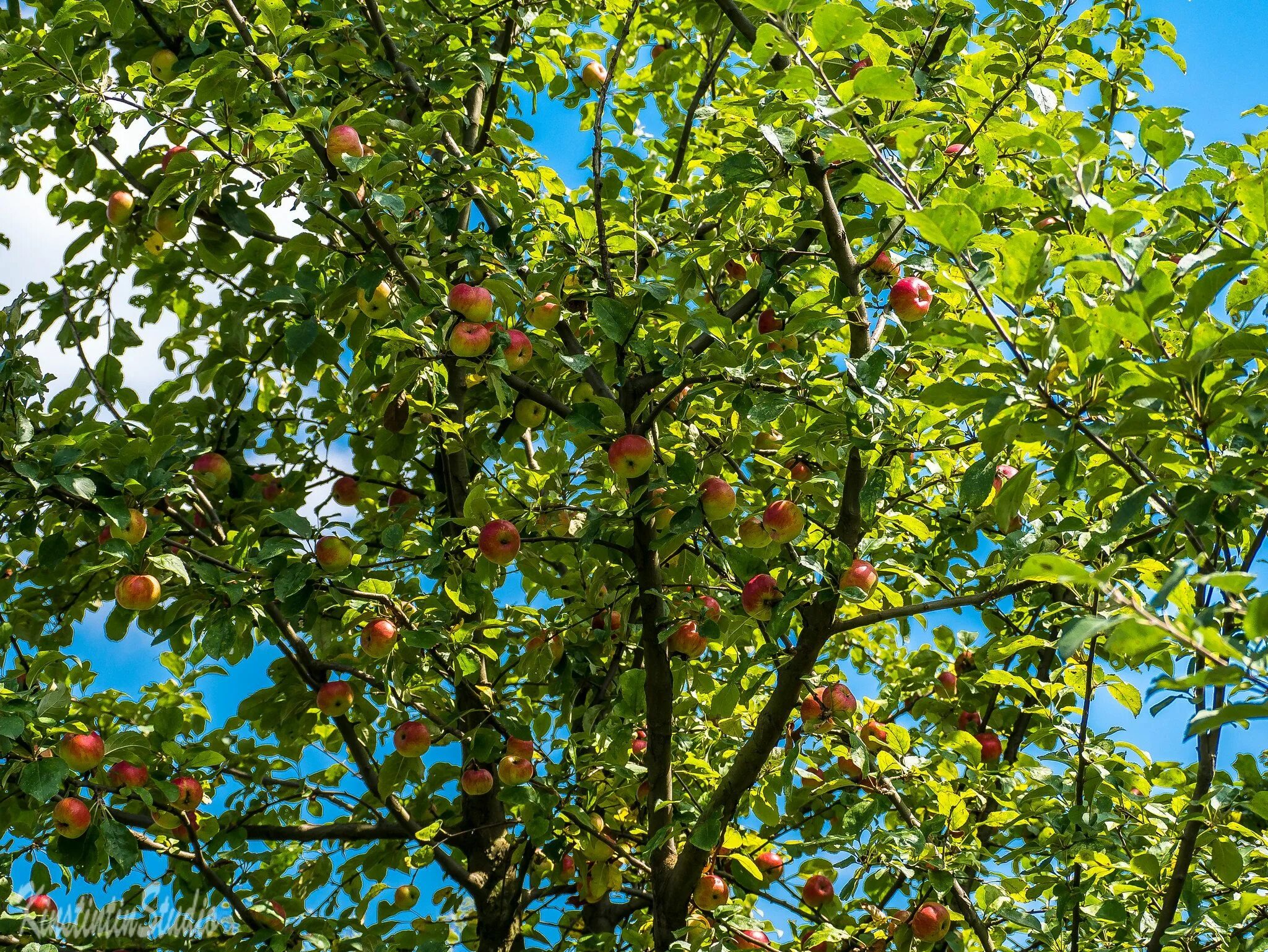 Включи яблонь. Яблоня Лесная Malus Sylvestris. Яблоня Лесная (дичок). Яблоня дичка. Яблоня Лесная (Дикая) (Malus Sylvestris).