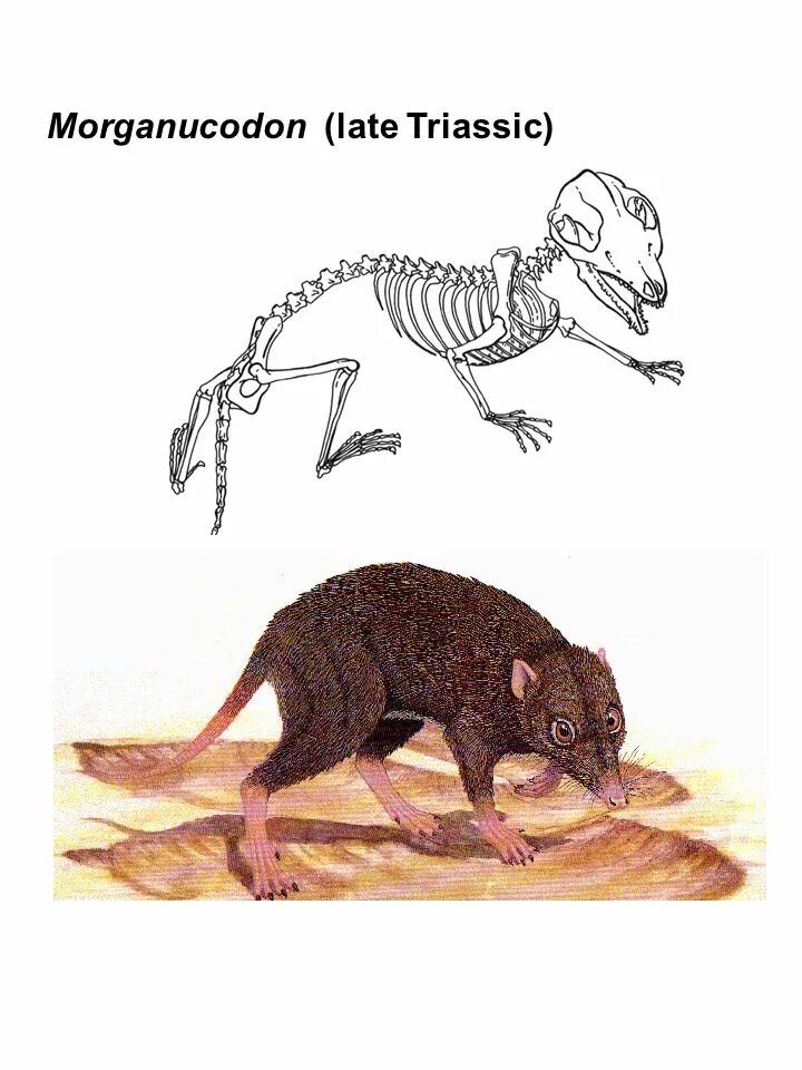 Morganucodon oehleri. Эомайя. Олигокифус. Морганукодон. Morganucodon tardus.