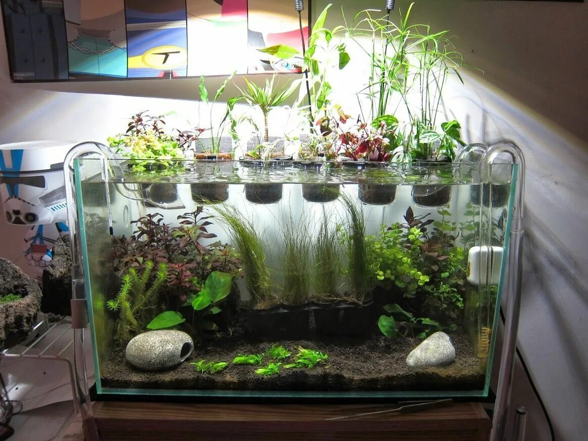 Орхидеи в аквариуме выращивание фото new terrarium- live moss Orchid Board Most Complete Orchid Forum on the web