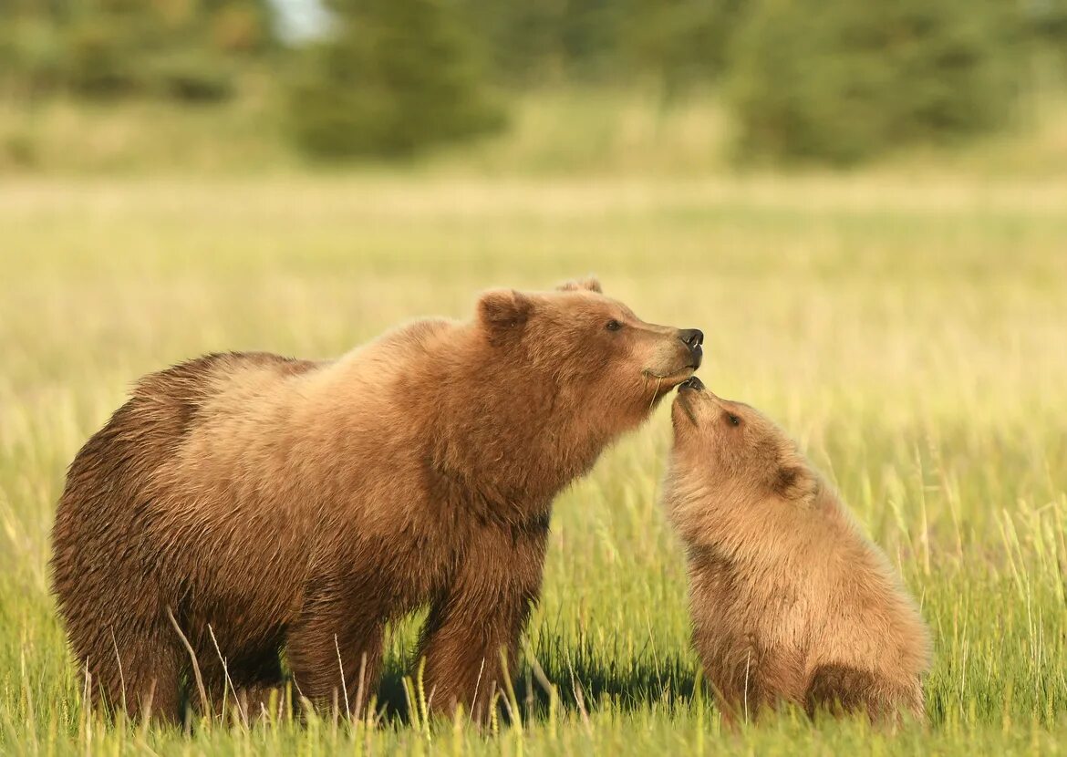 Гризли и лемминги. Us wildlife