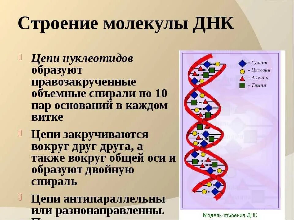 Структура молекулы ДНК схема. Цепочка ДНК структура. Строение двухцепочечной молекулы ДНК. Схема строения участка молекулы ДНК. И рнк образуется в