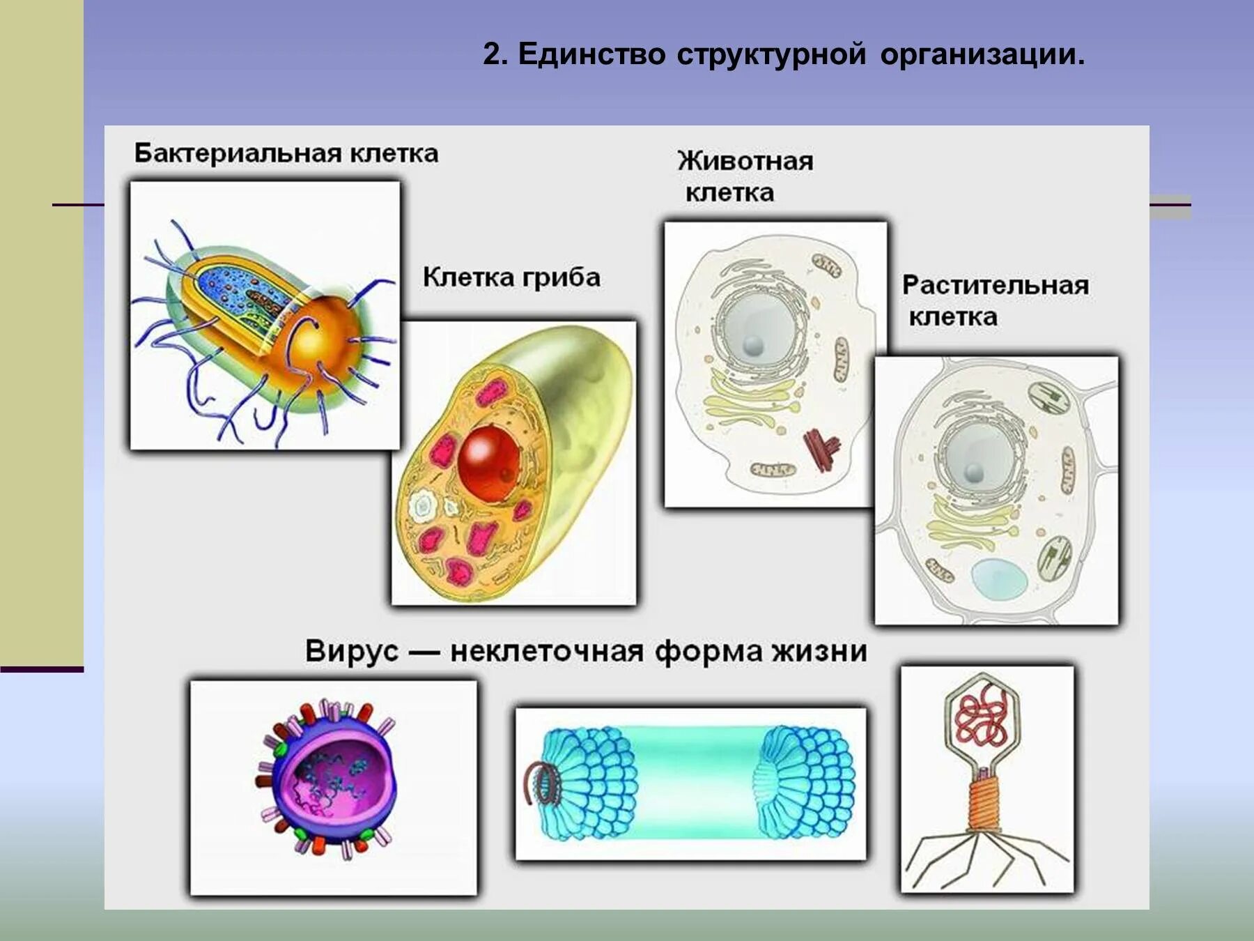 Мельчайшая форма жизнь. Единство структурной организации. Единый принцип структурной организации. Единство структурной клетки. Принципы структурной организации.