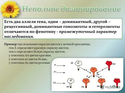 Промежуточный характер наследования проявляется при