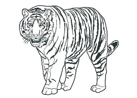 Рисунок амурский тигр раскраска