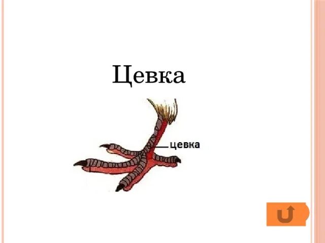 Цевка это. Цевка это. Цевка в скелете. Цевка часть конечности птицы образована. Предплюсна и плюсна у птиц.