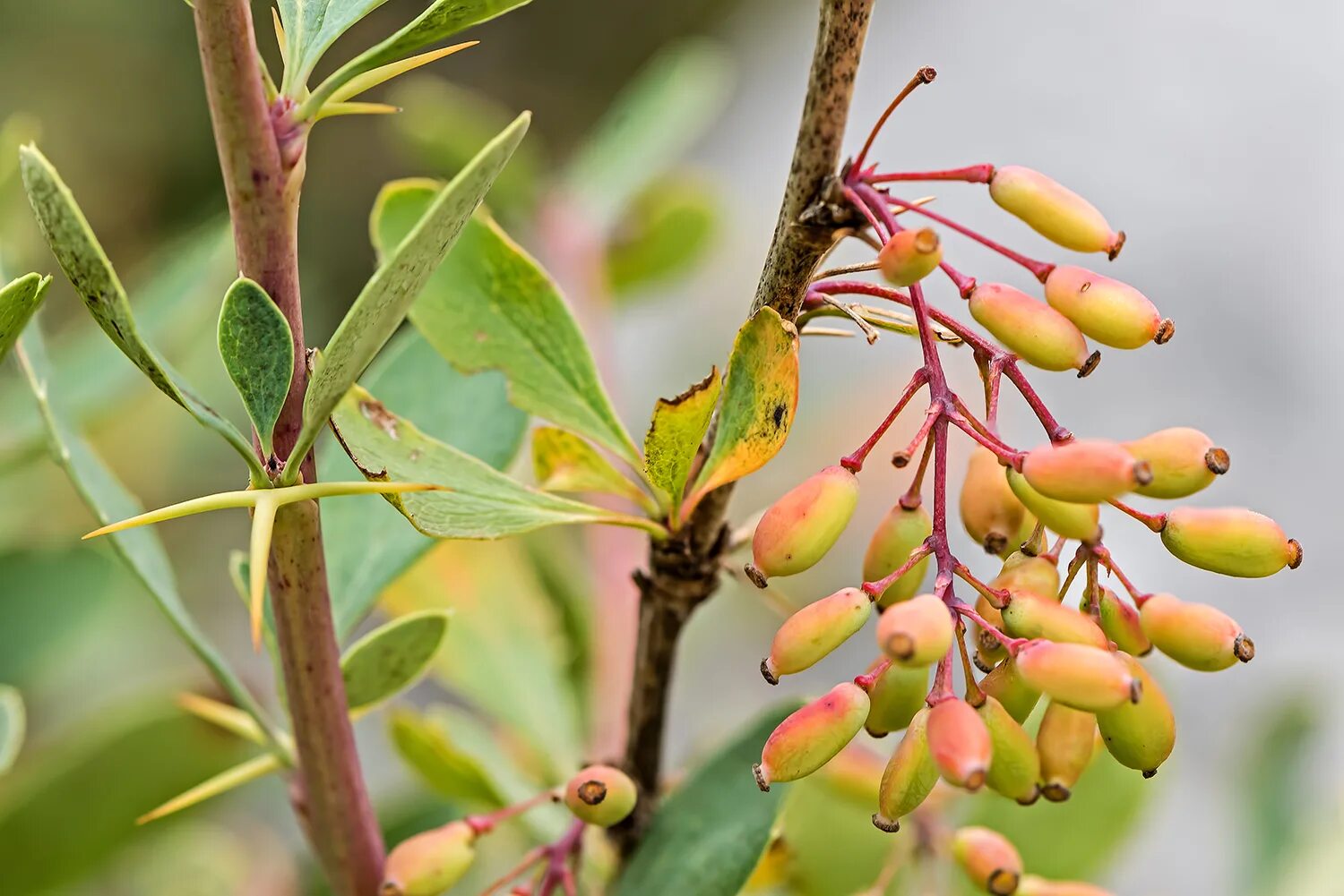 Барбарис съедобный сорта. Барбарис обыкновенный Berberis vulgaris. Lutea Барбарис. Барбарис обыкновенный lutea. Барбарис обыкновенный - Bеrberis vulgаris..