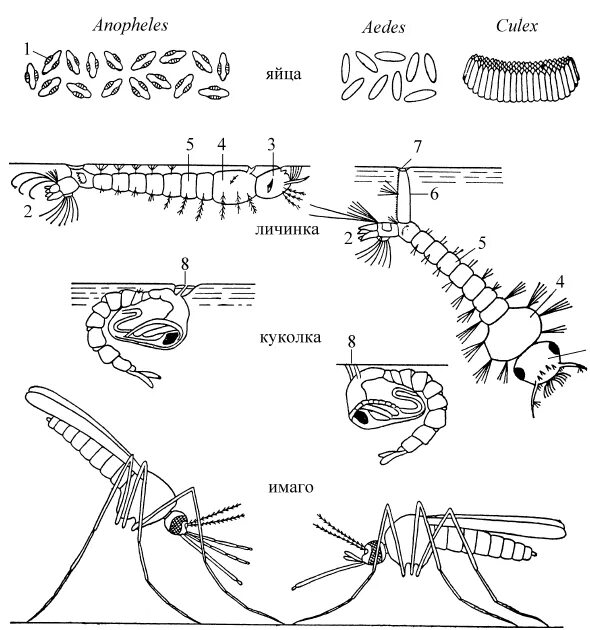Какое развитие у малярийного комара. Яйца комаров анофелес. Яйца комаров рода Culex:. Отличие комаров рода Anopheles. Жизненный цикл комаров рода Anopheles.