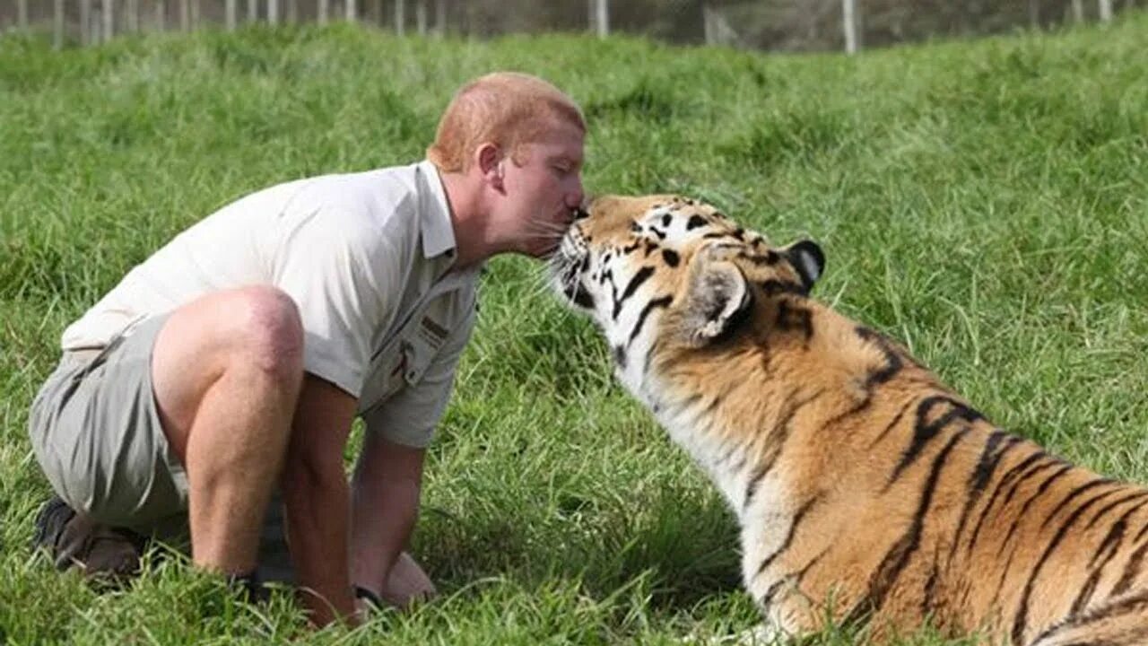 Тигр и человек Дружба. Амурский тигр и человек. Тигр в неволе.