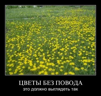 Без повода туда где мерцает свет