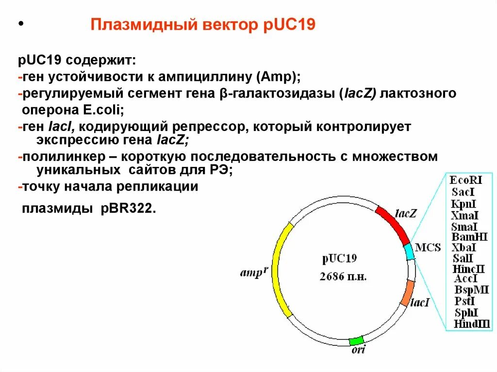 Векторы плазмиды. Плазмиды puc19. Структура плазмиды. Векторы на основе плазмид. Плазмидный вектор.