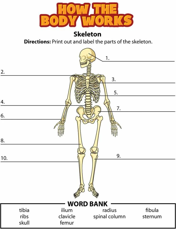 Скелет человека. Скелет человека на английском. Parts of body скелет. Части скелета на английском.