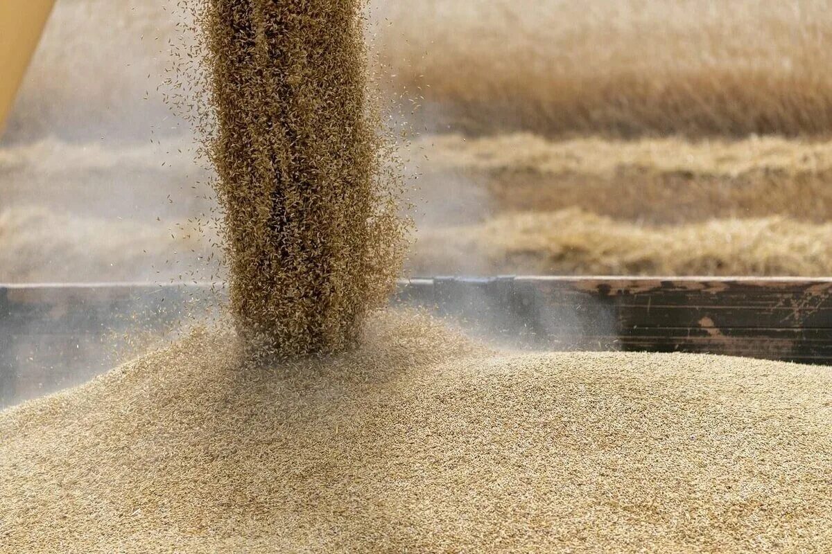 Экспорт зерна. Зерновой экспорт. Зерновая сделка зерно. Квота на экспорт зерна.