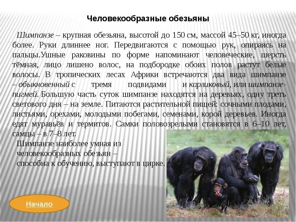 Общим для человека и человекообразных обезьян является. Человекообразные обезьяны виды. человекообразные приматы представители. классификация человекообразных обезьян. древние человекообразные обезьяны.