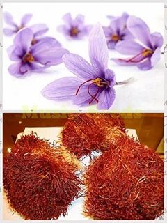 Шафран посадка семенами