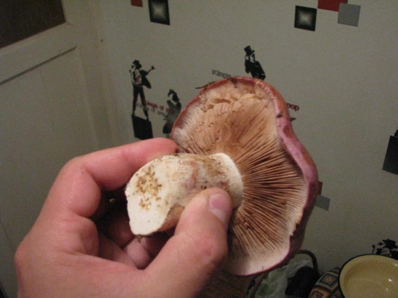 Белый гриб коричневая ножка. Cortinarius balteatocumatilis. Гименофор коричневый пластинчатый. Гриб коричневый пластинчатый. Светло коричневый гриб пластинчатый.