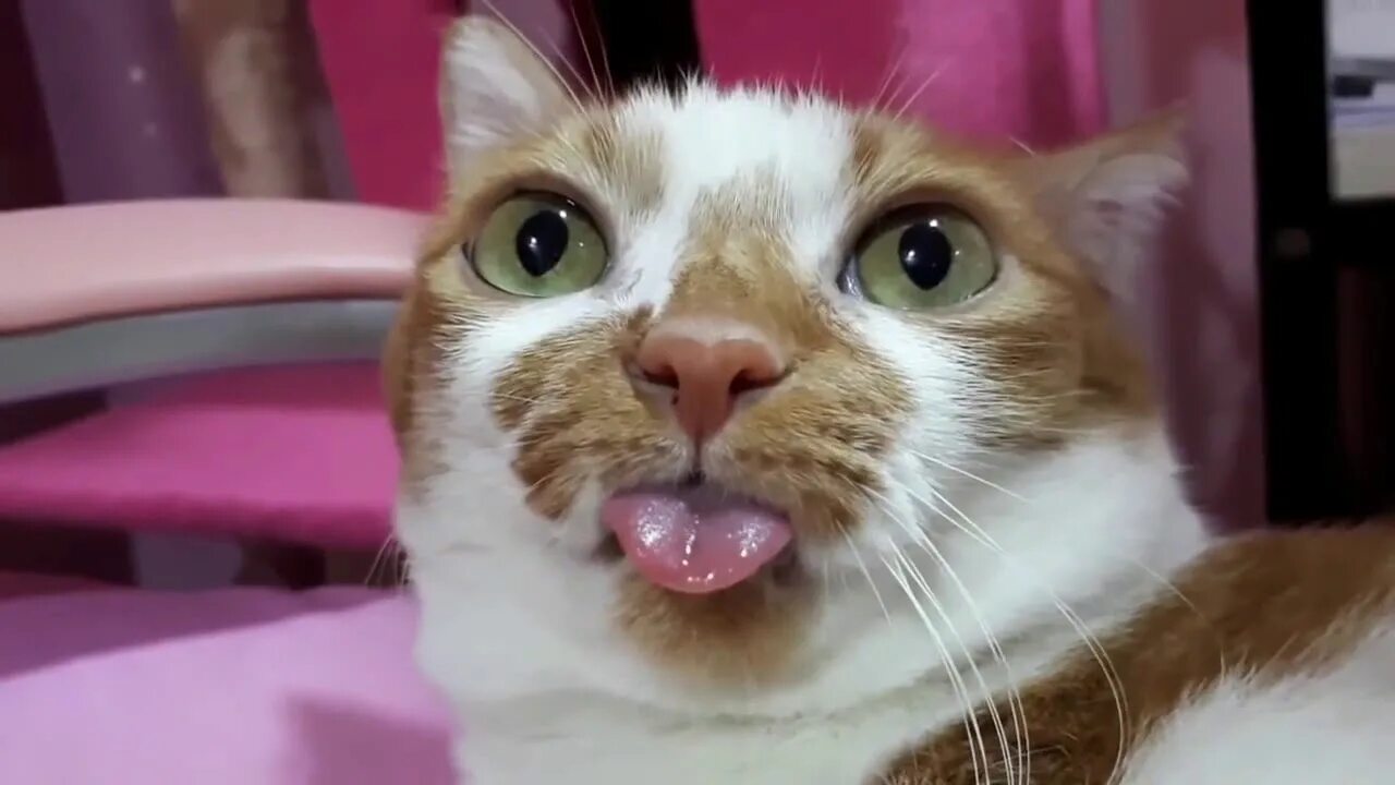 Видео смешных котят до слез