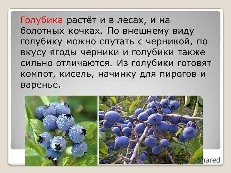 Да здравствует развод черника. Голубика черника гонобобель. Голубика обыкновенная тундра. Ягоды описание. Голубика описание растения.