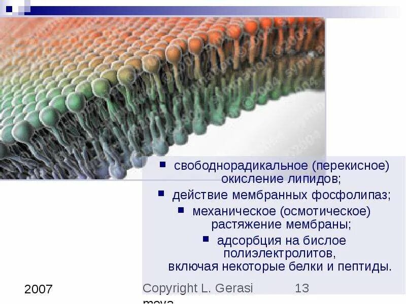 Пол липидов. Перекисное окисление липидов клеточных мембран. Свободнорадикального окисления липидов. Окисление липидов мембран. Перекисное окисление.