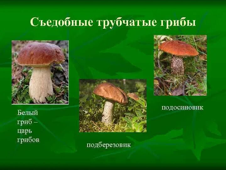 Ядовитые трубчатые. Подосиновик подберезовик гриб трубчатый. трубчатые грибы съедобные. ядовитые трубчатые грибы. съедобные трубчатые грибы названия.