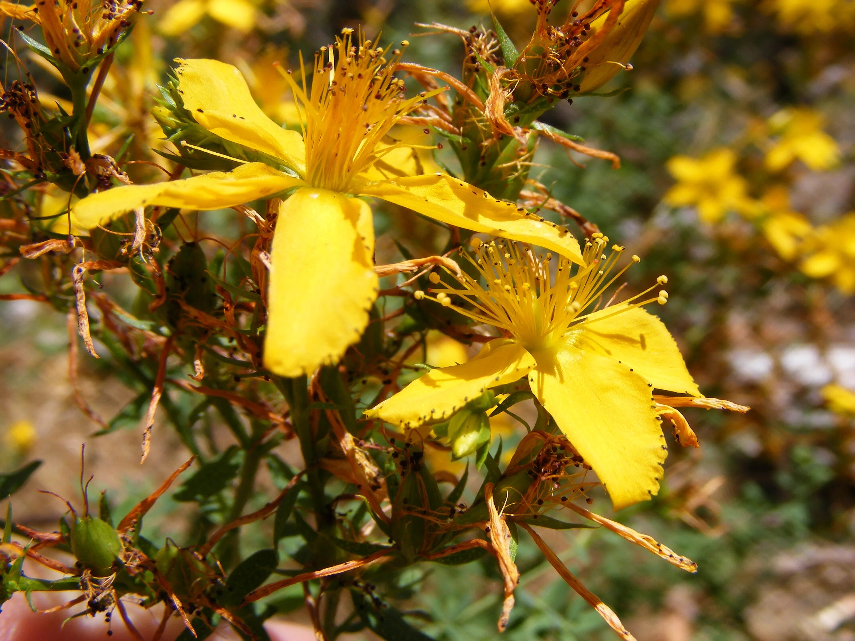 Зверобой продырявленный (Hypericum perforatum). Зверобой продырявленный Hypericum perforatum l.. Зверобой Hypericum calycinum. Хиперикум перфоратум. Зверобой большой