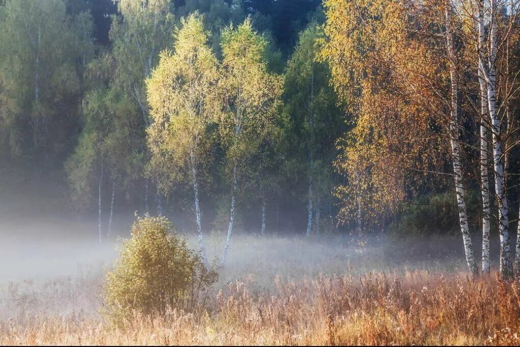 Утро в сентябрьском лесу. Осень туманное утро. Осенний утренний туман. Береза река туман. Ранним утром сентября