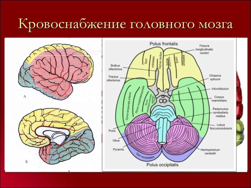 Поступление крови в мозг. Кровоснабжение затылочной доли головного мозга. Зоны кровоснабжения мозговых артерий. Источник кровоснабжения передних отделов головного мозга. Бассейны кровоснабжения головного мозга.