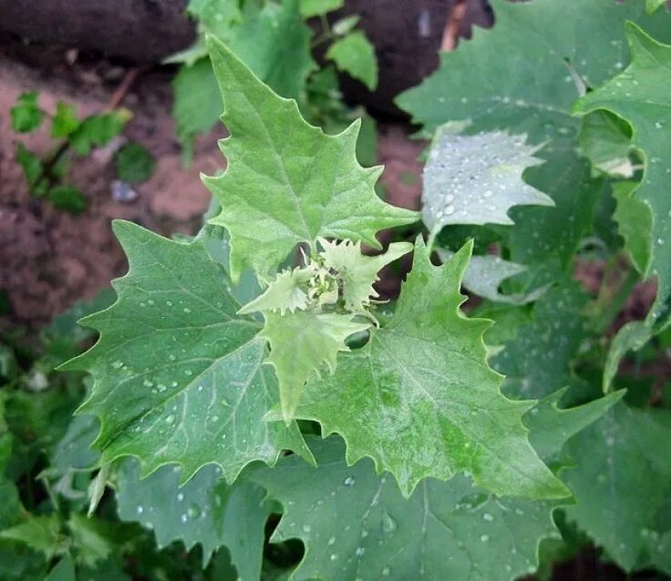 Лебеда (Atriplex). Лебеда копьелистная. Atriplex sagittata. Лебеда глянцевитая.