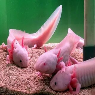 Аксолотль живой