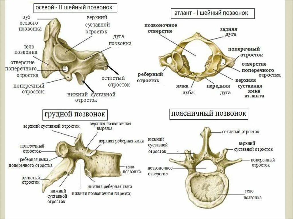 7 Шейный позвонок анатомия. Третий шейный позвонок анатомия строение. Анатомия позвонков шейные позвонки. Строение позвонков анатомия на латыни.