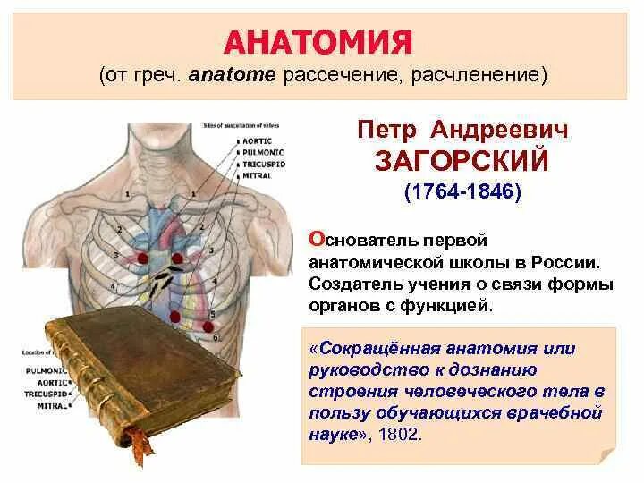 П. Анатомическая школа загорского. Загорский достижения в анатомии. Загорский достижения в анатомии. Загорский анатомия.