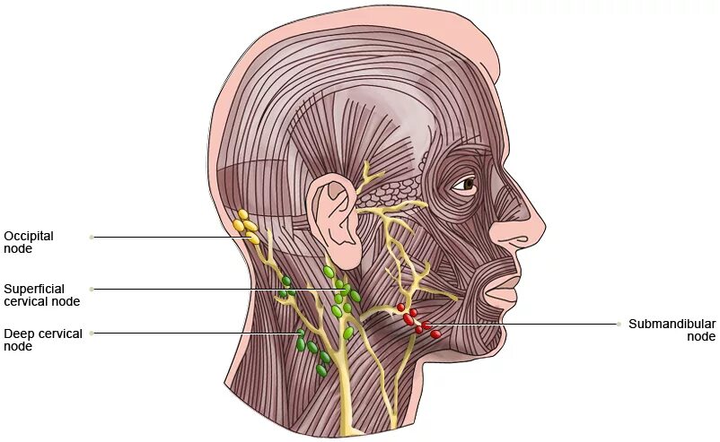 Лимфоузлы затылочные причины. Затылочные лимфоузлы воспаление. Затылочные лимфоузлы расположение. Шейные и затылочные лимфоузлы.