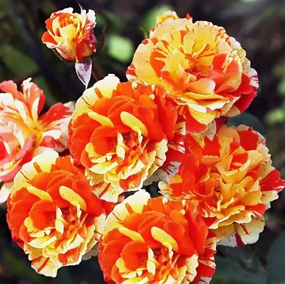 Энд оранж. Энд оранж. Энд оранж. Энд оранж. Энд оранж.