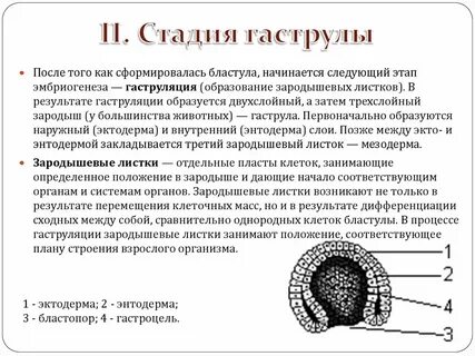 Стадии зародыша бластула