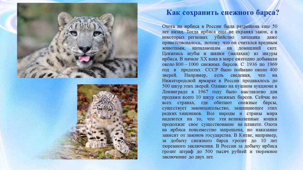 Проект про снежного барса 2 класс Части барс