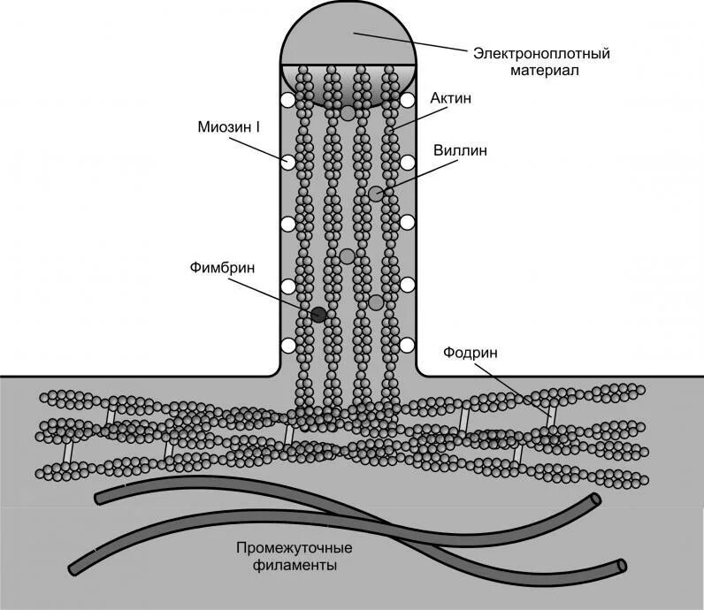 Строение микроворсинки гистология. Схема строения микроворсинки. Схема строения микроворсинки гистология. Строение ресничек и микроворсинок гистология. Микроворсинки это