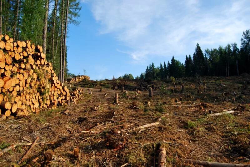 Обезлесение широколиственных лесов. Вырубка широколиственных лесов в России. Вырубка хвойных лесов. Вырубка леса в России. Лишить лесов