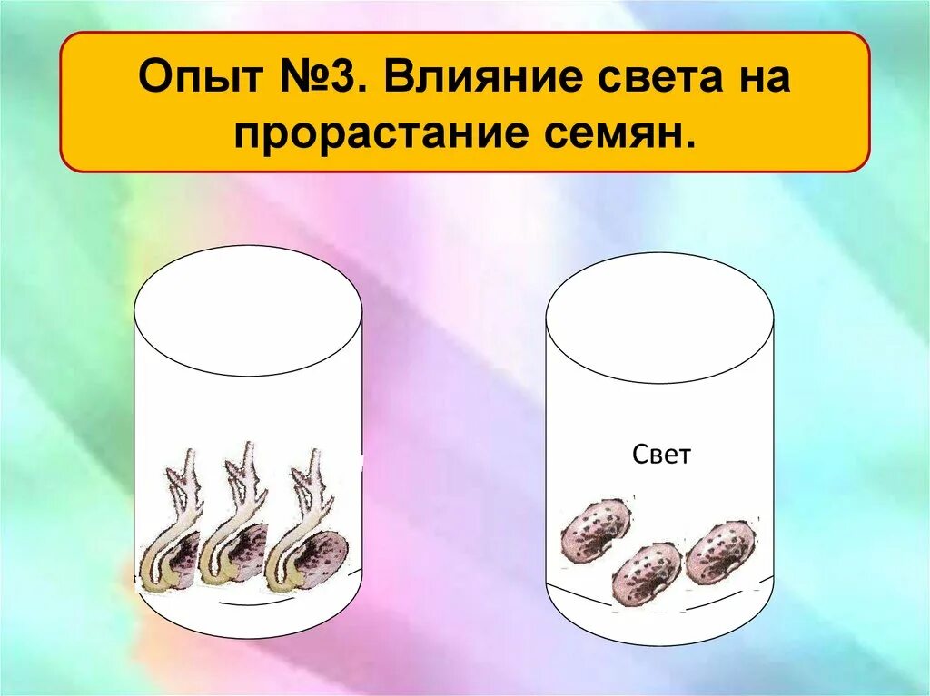 Тест по теме прорастание семян 6 класс. Типы прорастания семян. Влияние света на прорастание семян опыт. Условия прорастания семян. Влияние кислорода на прорастание семян.