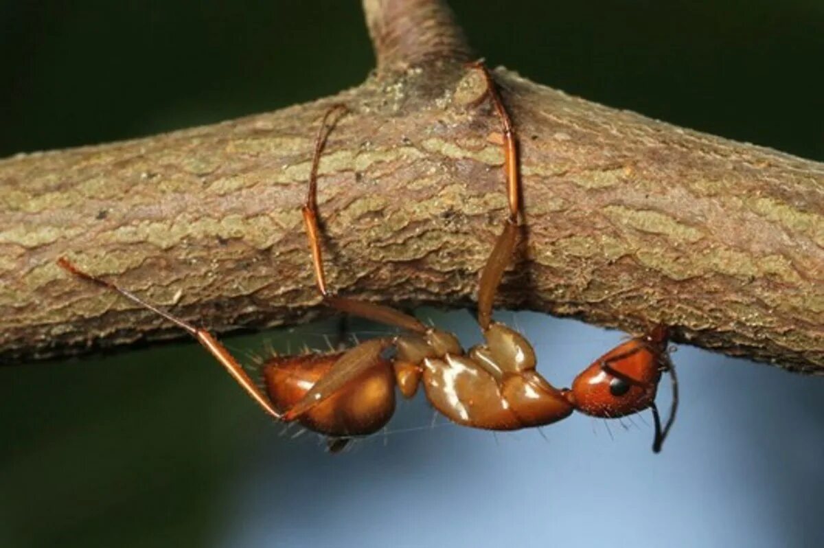 Кордицепс муравей зомби. Кордицепс у муравьев. Ophiocordyceps unilateralis. Кордицепс однобокий гриб. Кордицепс муравей