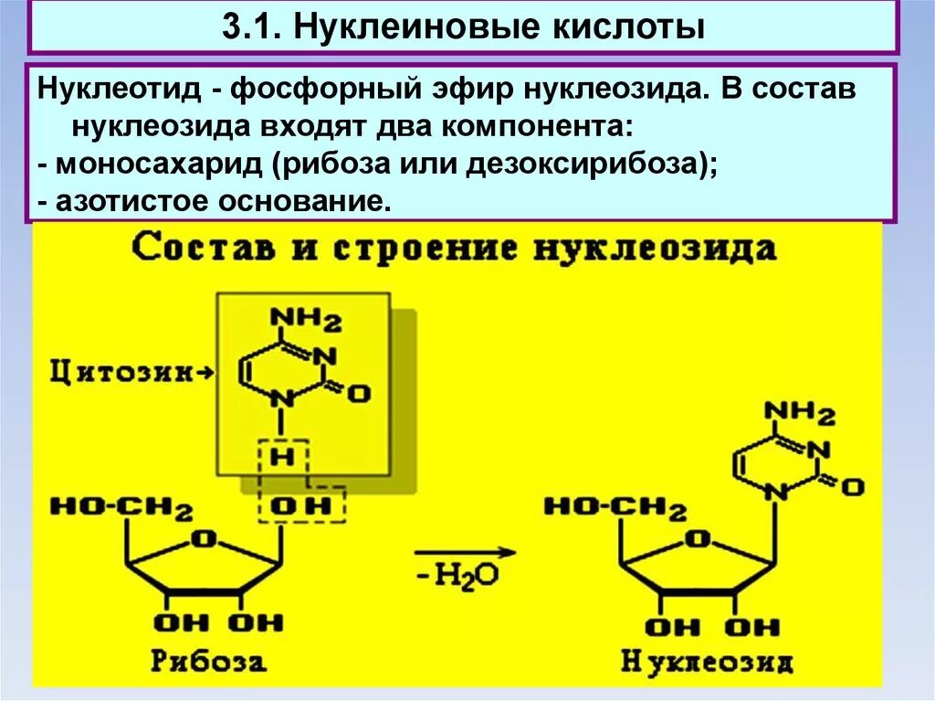 Нуклеотиды с рибозой. Дезоксирибоза нуклеиновая кислота. Моносахариды в нуклеиновых кислотах. Нуклеотиды и нуклеиновые кислоты.