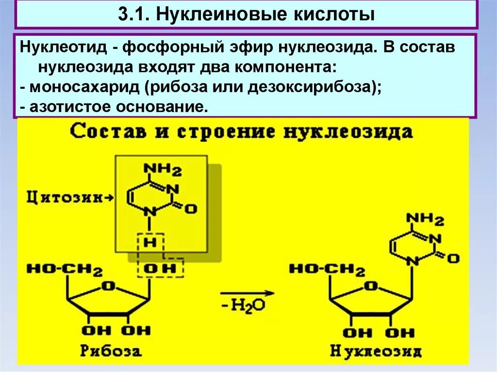 Нуклеиновые кислоты моносахариды