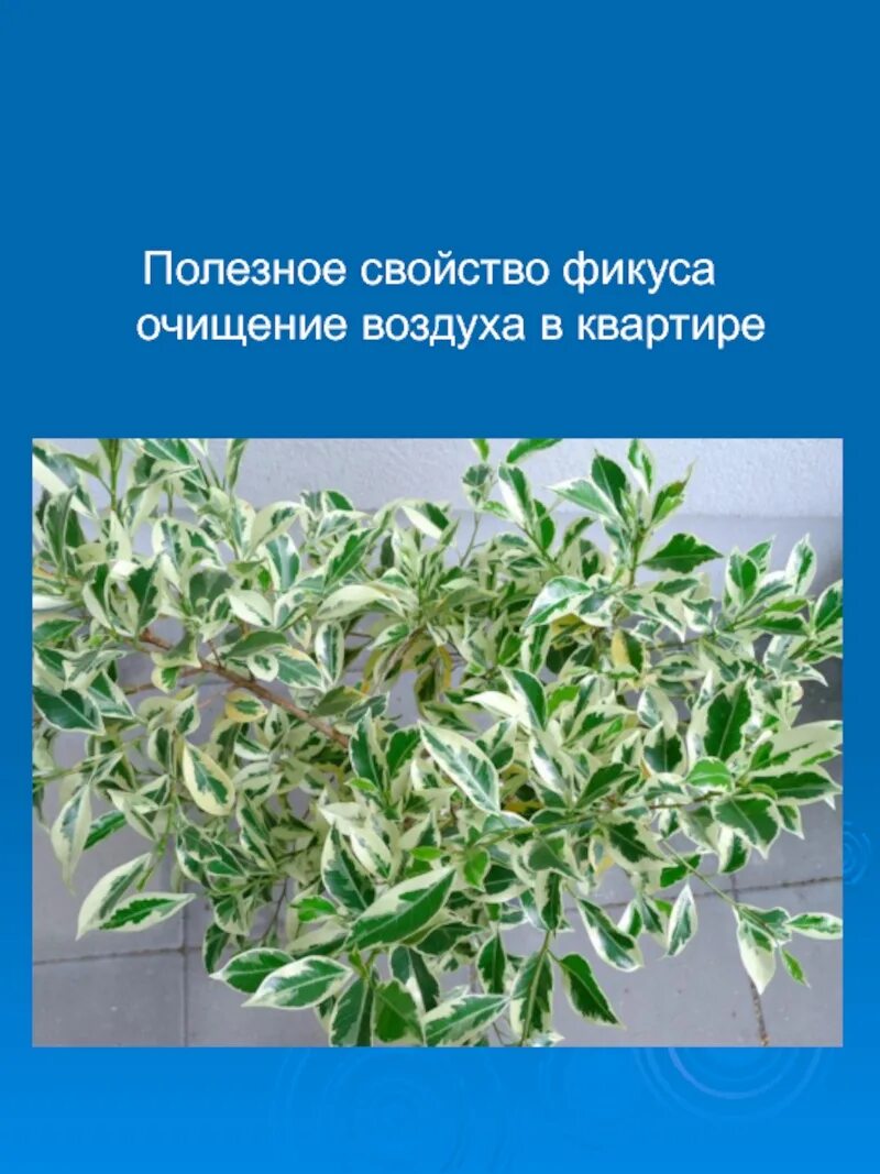 Фикус слова. Фикус Бенджамина, мята, каланхоэ. Фикус Бенджамина Родина. Фикус лечебный. Разновидности фикусов с фотографиями и названиями.