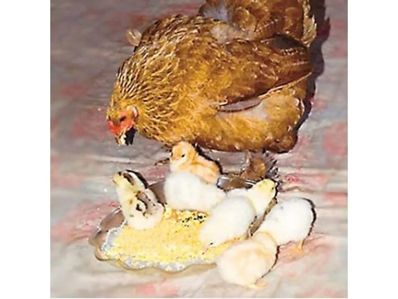 Сколько дней курица высиживает цыплят. Курочка высиживает цыплят. Курица высиживает яйца. Курица-наседка. Курица высиживает птенцов.