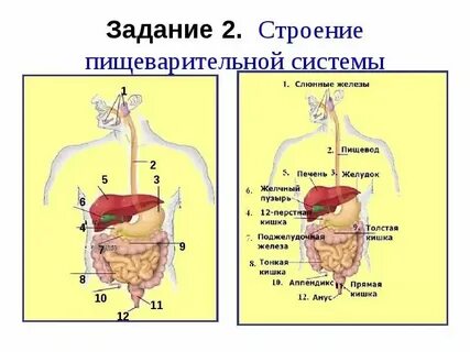 Тест по теме строение организма 8 класс
