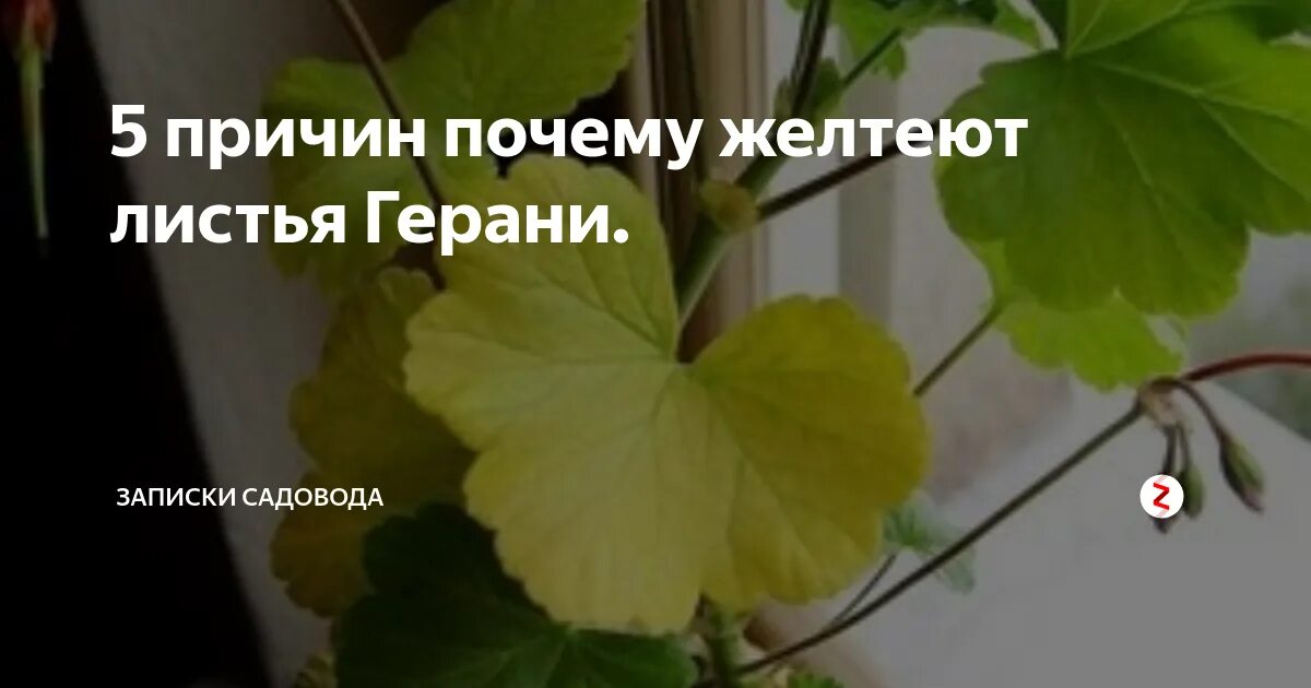 Почему желтеют листья у пеларгонии. Желтеют листья у герани. пеларгония желтеют листья. почему желтеют листья у герани. желтеют листья у герани причины.