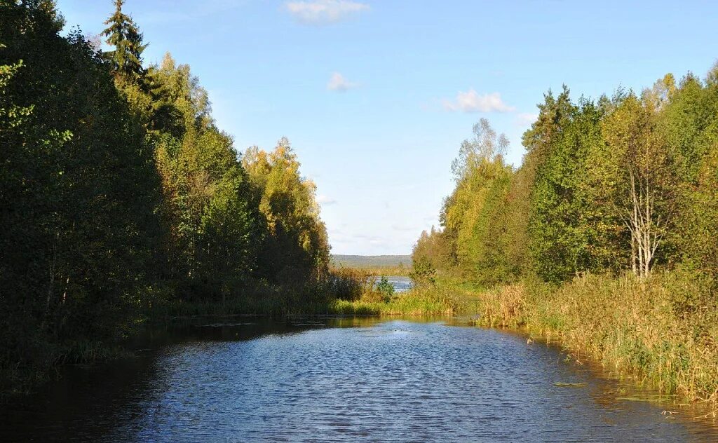 Заповедник березовский. Резерват «Западное Полесье». Березинский карьер Брянская область. «Березинский биосферный заповедник» версия для. Гореничи Березинского района.