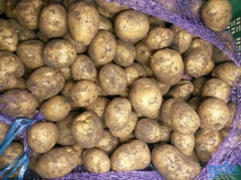 Картофель розарасеменой. Семенной картофель Метеор. Мелкий семенной картофель. Картофель мелкий ~ 1кг.