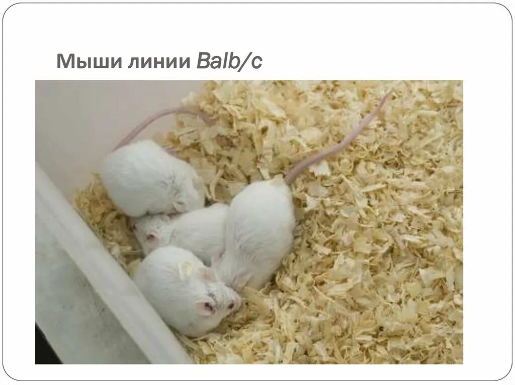 Мыши линии BALB/C. Инбредные линии мышей. Лабораторная мышь BALB. Лабораторные мыши линии BALB. Селекционер скрестил самку чистой линии мыши черного