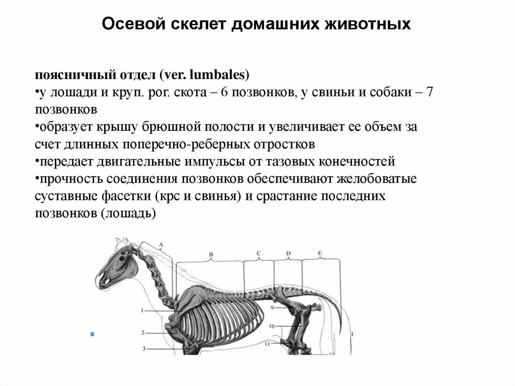 Строение осевого скелета животных. Осевой скелет животных анатомия. Осевой скелет коровы анатомия. Строение осевого скелета млекопитающих.