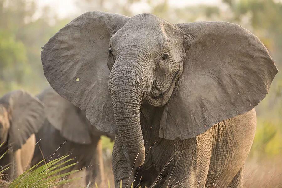 Elephant s ear. Уши слонов. Elephant s ear. Уши слона. Elephant s ear.